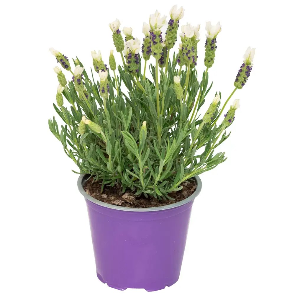 Lavanda Spaniola Anouk, cu flori albe si parfum puternic