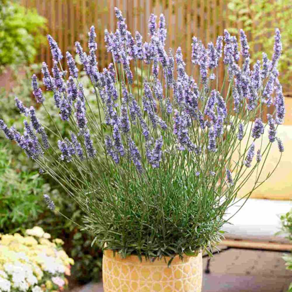 Lavanda hibrida Sensational, cu flori, mov intens, foarte parfumata, rezistenta frig, frunzis argintiu-verzui