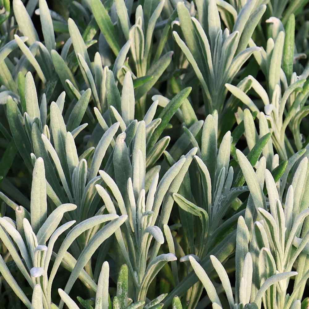 Lavanda hibrida Sensational, cu flori, mov intens, foarte parfumata, rezistenta frig, frunzis argintiu-verzui