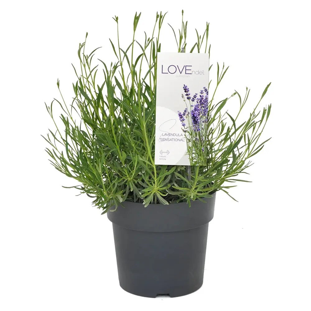 Lavanda hibrida Sensational, cu flori, mov intens, foarte parfumata, rezistenta frig, frunzis argintiu-verzui