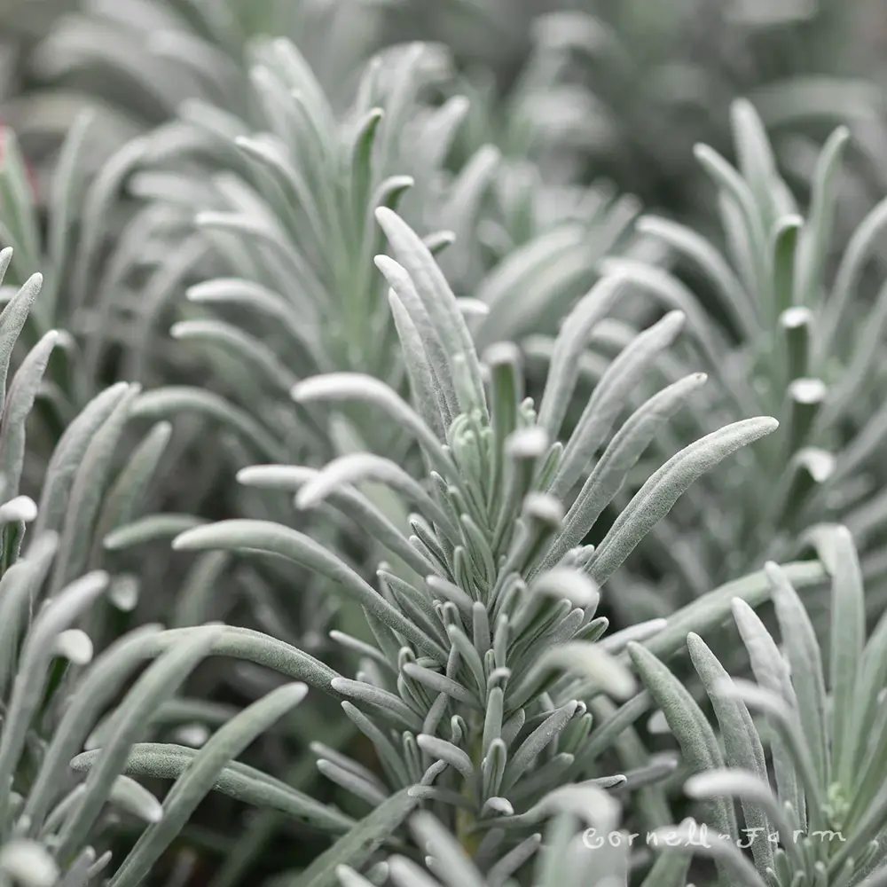Lavanda hibrida Sensational, cu flori, mov intens, foarte parfumata, rezistenta frig, frunzis argintiu-verzui