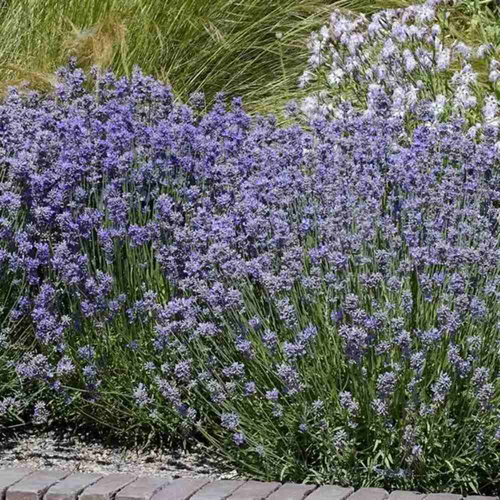 Lavanda Englezeasca albastra Cleo-Patio (Lavandula angustifolia), 35 cm, compacta, parfumata, rezistenta la ger ideala, pentru ghivece