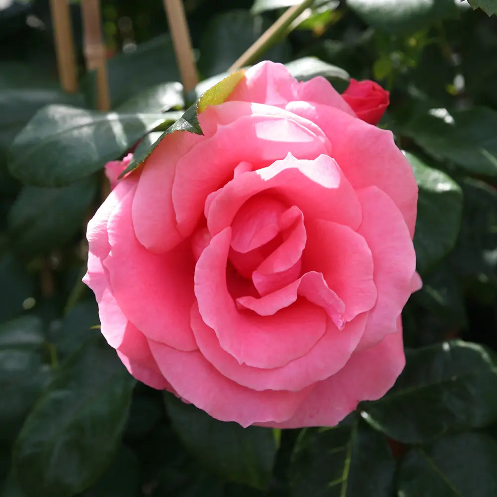 Trandafir Catarator roz-intens Lawinia, cu parfum intens si inflorire repetata