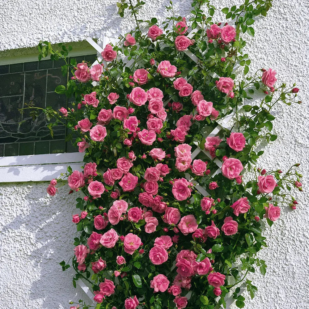 Trandafir Catarator roz-intens Lawinia, cu parfum intens si inflorire repetata