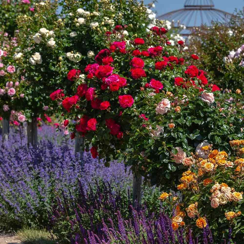 Trandafir Pomisor rosu Leonardo Da Vinci Red, inflorire repetata, parfum placut, anul 7