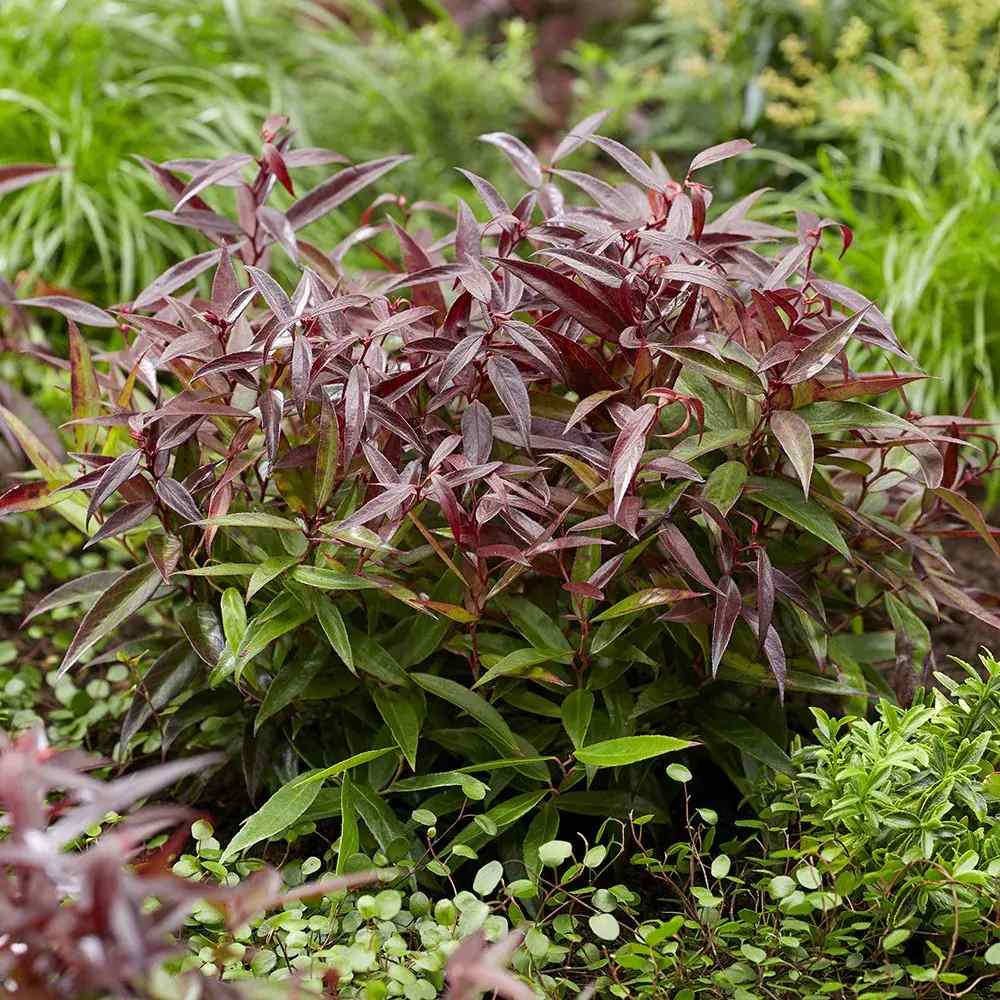 Leucothoe Burning Love, arbust vesnic verde cu frunzis rosu intens si flori albe elegante, forma compacta