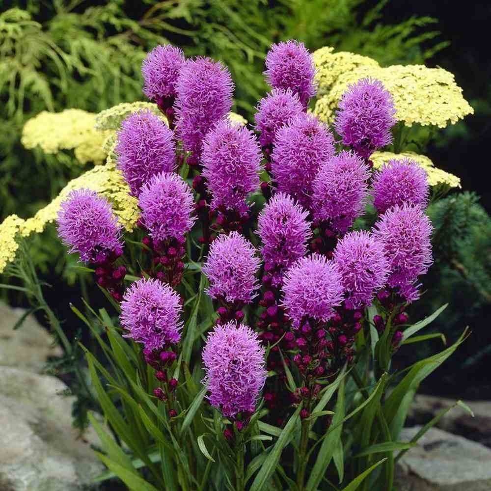 Liatris spicata Kobold, planta perena cu flori violet si Inflorire de vara