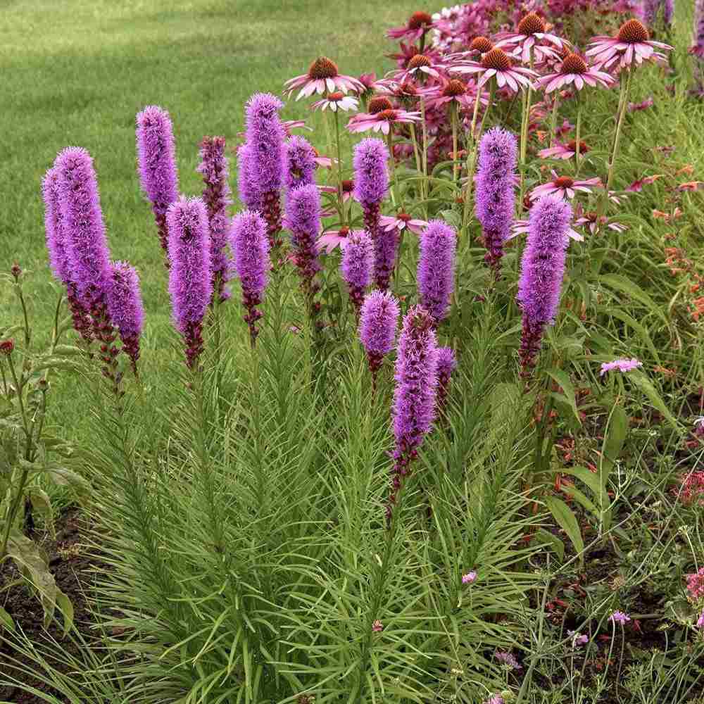 Liatris spicata Kobold, planta perena cu flori violet si Inflorire de vara