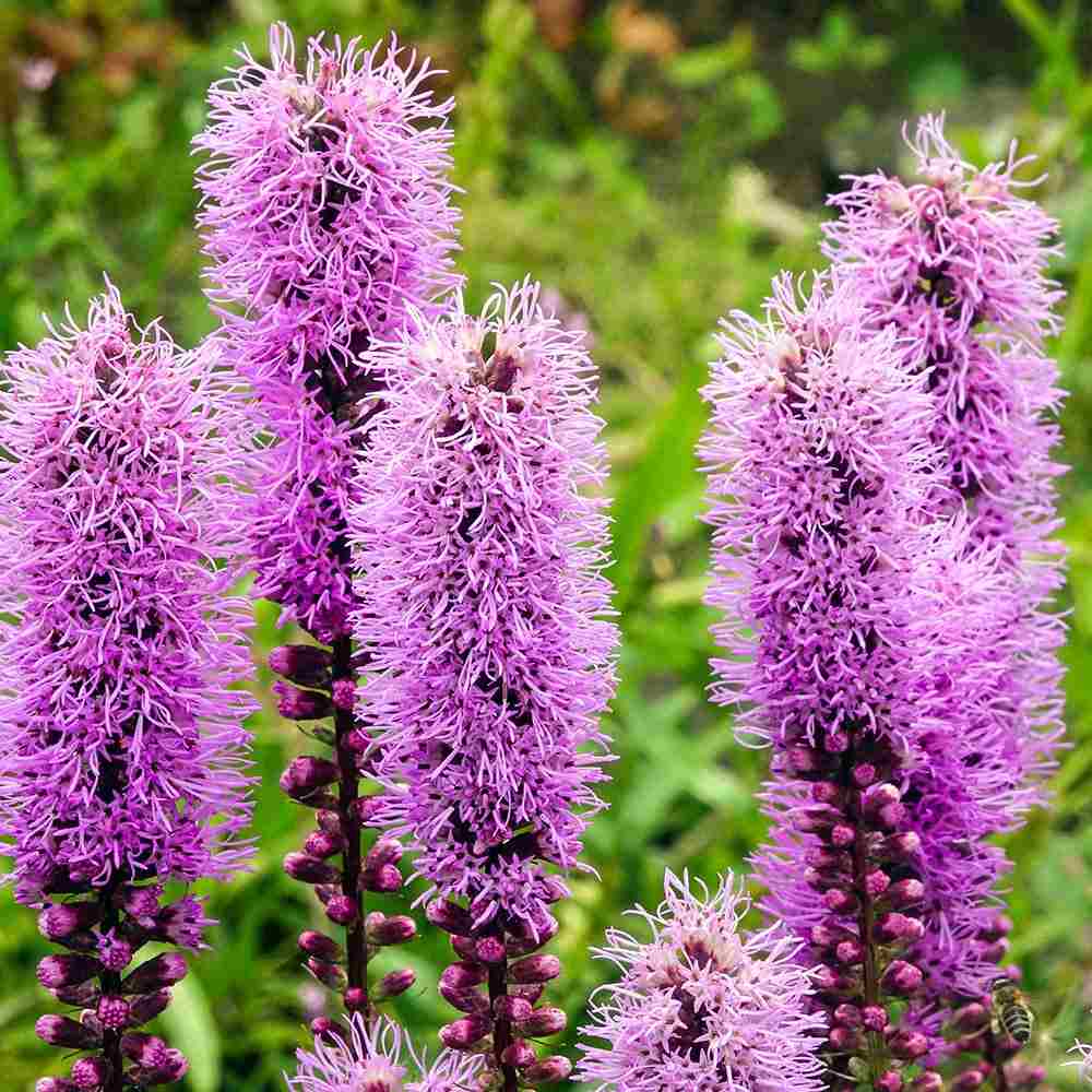 Liatris spicata Kobold, planta perena cu flori violet si Inflorire de vara