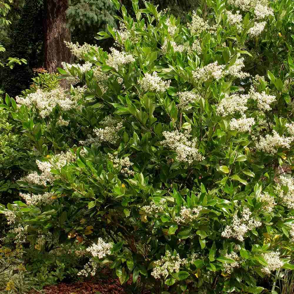 Lemn Cainesc Texanum, arbust decorativ vesnic verde, flori parfumate, usor de intretinut