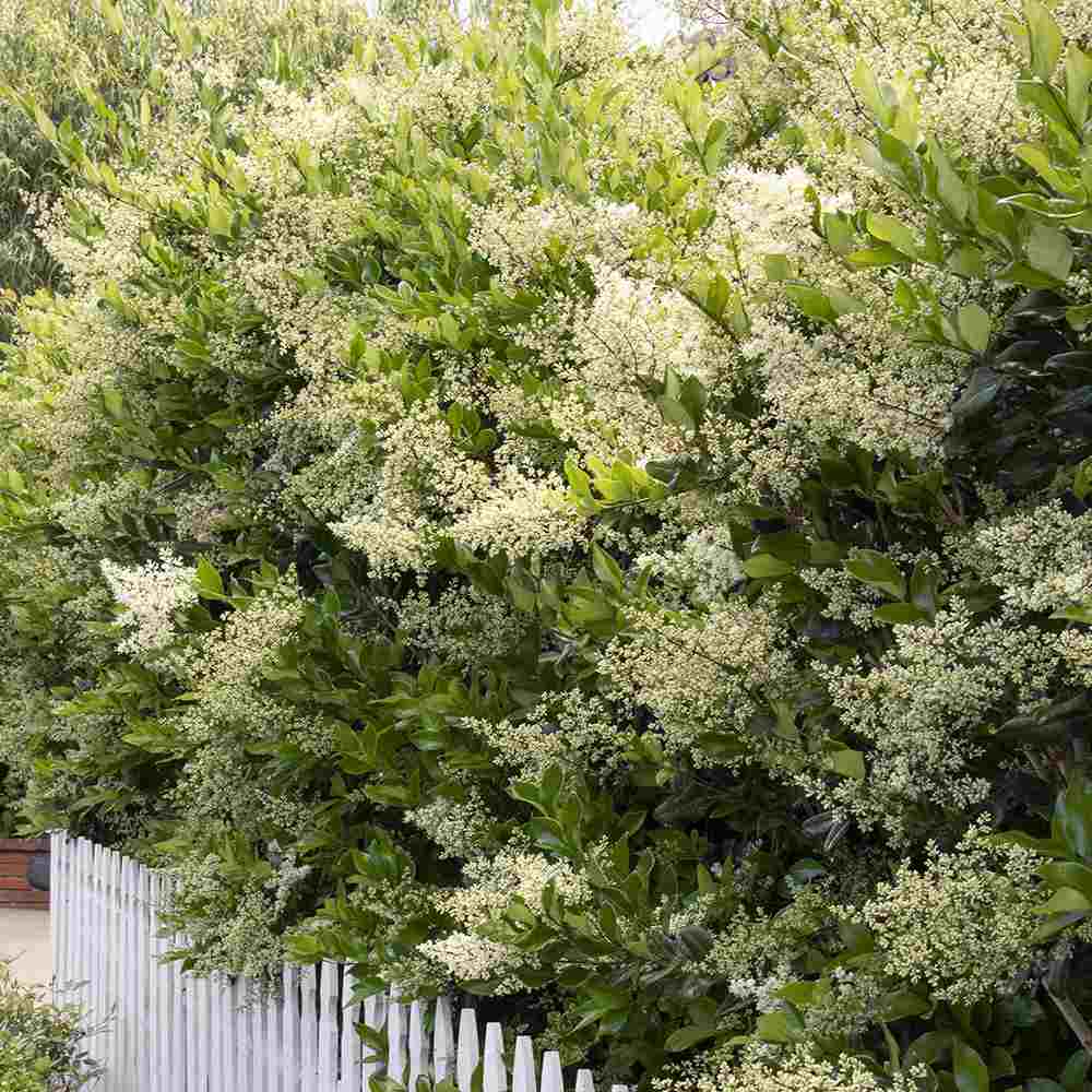 Lemn Cainesc Texanum, arbust decorativ vesnic verde, flori parfumate, usor de intretinut