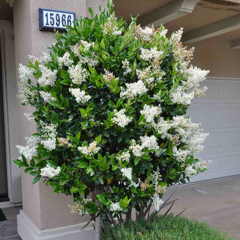 Lemn Cainesc Texanum, arbust decorativ vesnic verde, flori parfumate, usor de intretinut