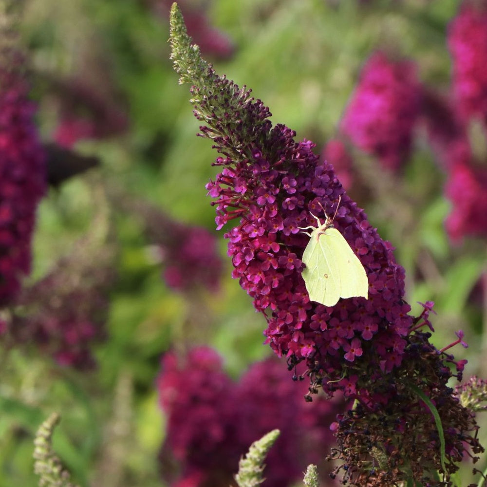 Liliac de vara Sugar Plum (Buddleja), arbust ornamental cu flori parfumate violet intens, inflorire vara