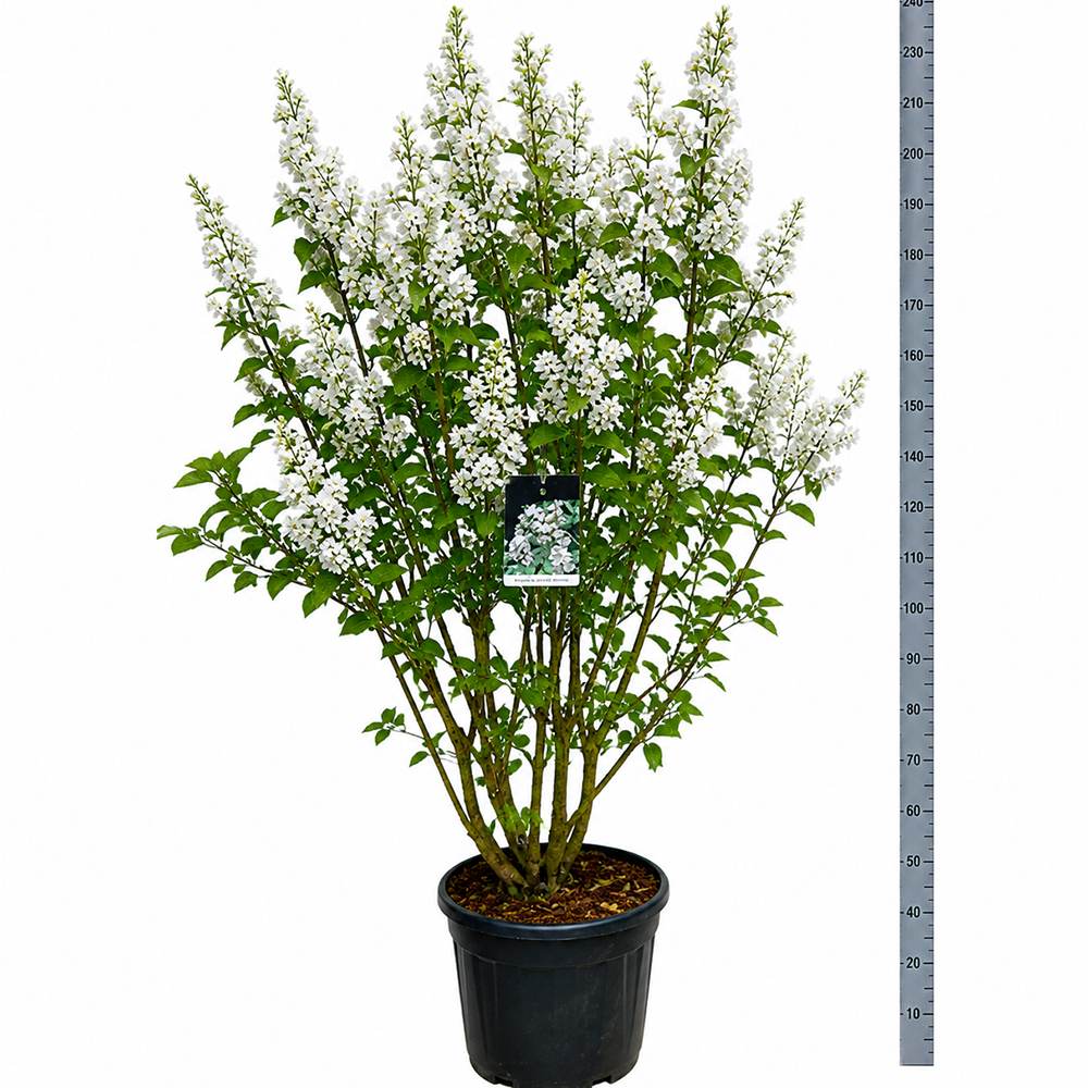Liliac Nobil Beauty Of Moscow (Syringa), arbust decorativ cu flori duble albe-cremos cu nuante de roz, puternic parfumate, arbust decorativ