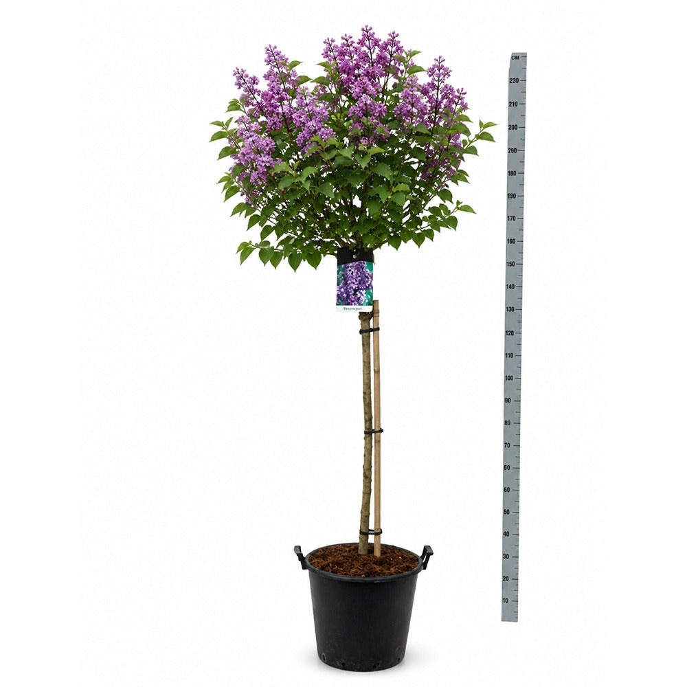 Liliac Copac Nobil (Syringa) Charles Joly, flori duble mov inchis, parfum intens, iubitor de soare