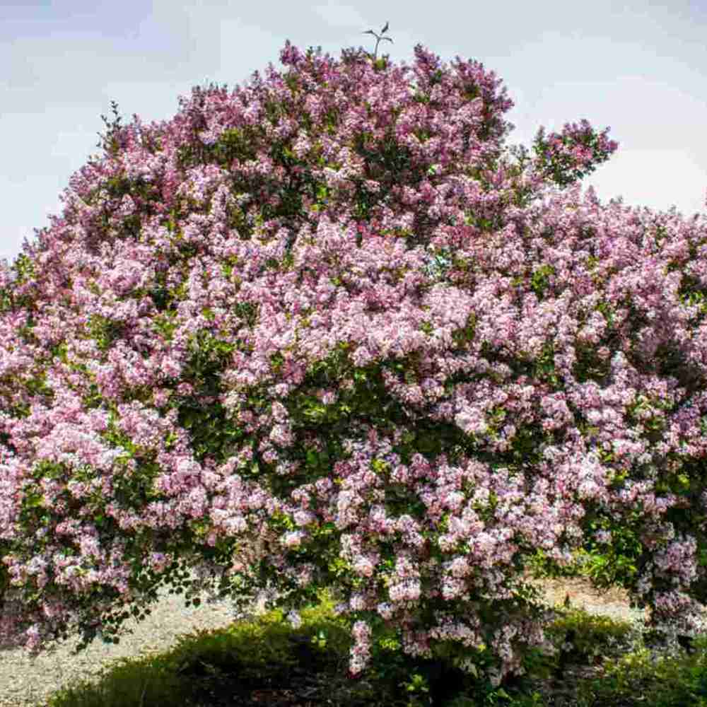 Liliac Nobil (Syringa) Sensation, arbust decorativ cu flori duble mov cu margini albe, parfum puternic, iubitor de soare