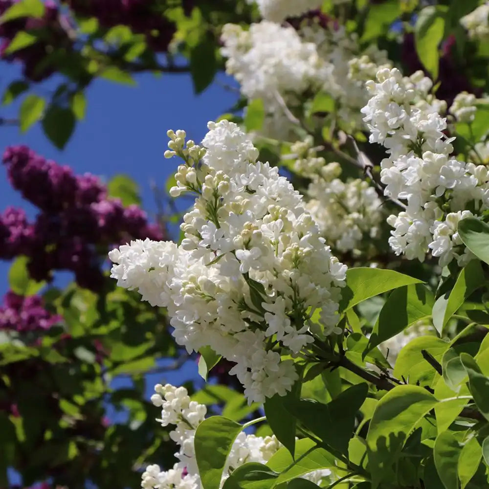 Liliac Nobil (Syringa) Madame Lemoine, arbust decorativ cu flori duble albe, parfum intens, inflorire abundenta