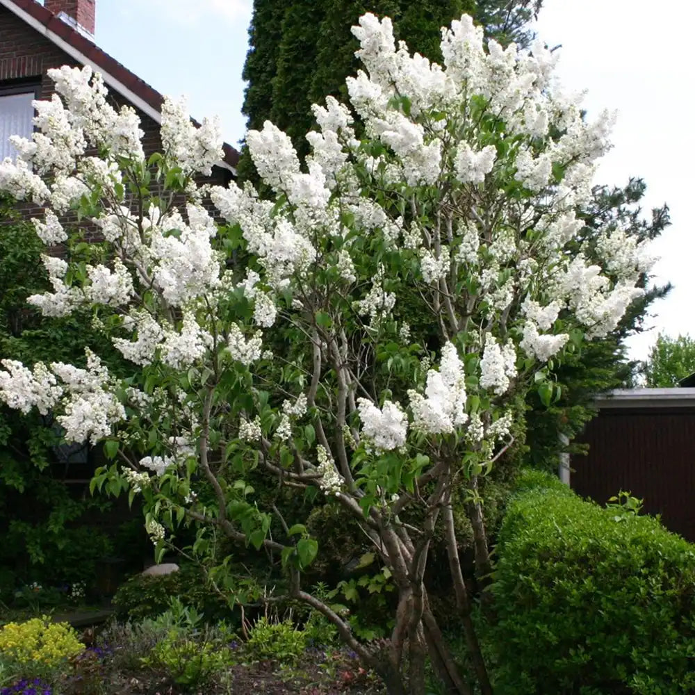 Liliac Nobil (Syringa) Madame Lemoine, arbust decorativ cu flori duble albe, parfum intens, inflorire abundenta