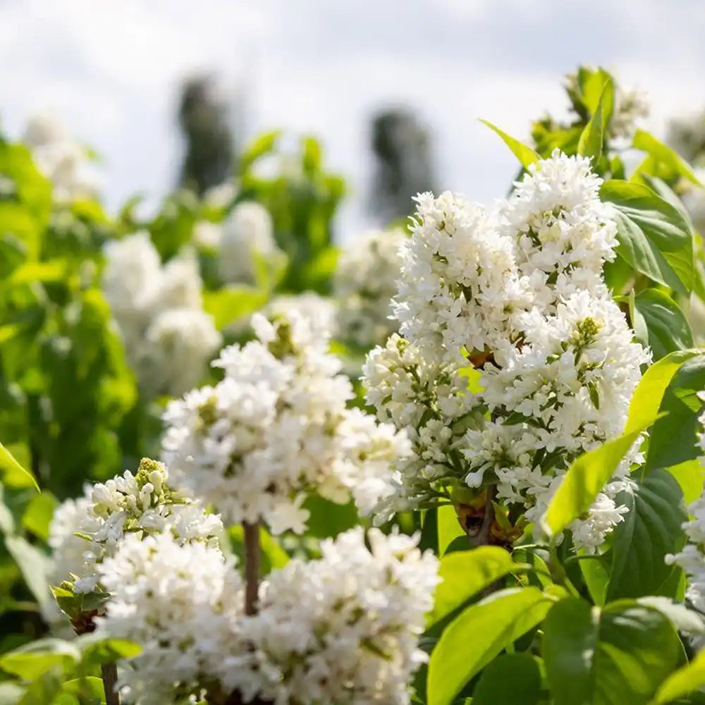 Liliac Nobil (Syringa) Madame Lemoine, arbust decorativ cu flori duble albe, parfum intens, inflorire abundenta