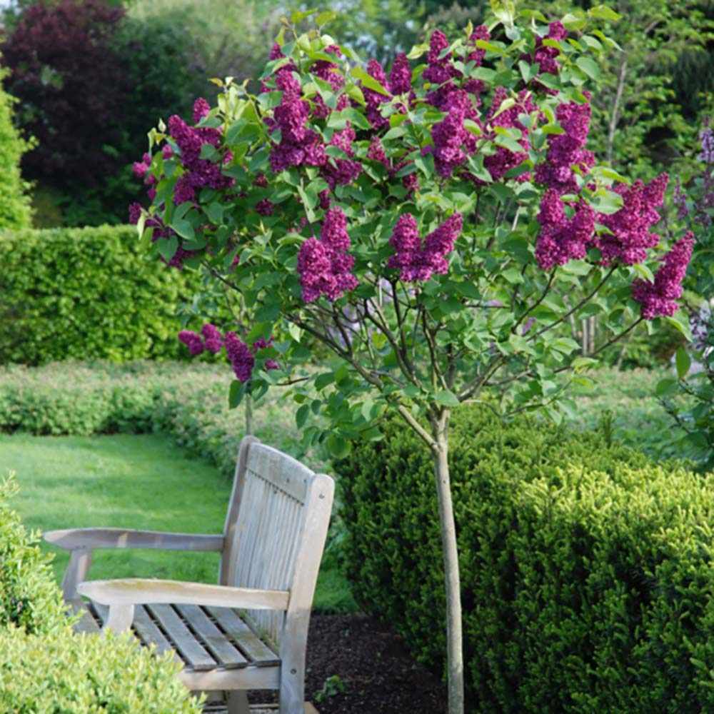 Liliac Copac Nobil (Syringa) Andenken An Ludwig Spaeth, flori duble violet-mov puternic parfumate, inflorire mai-iunie, iubitor de soare