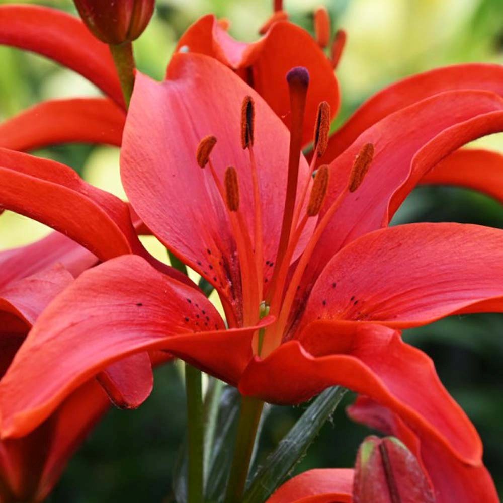 Bulbi de Crini imperiali Asiatic Red, set de 2 bulbi cu flori rosii aprinse, rezistenti la frig, inflorire iunie-iulie