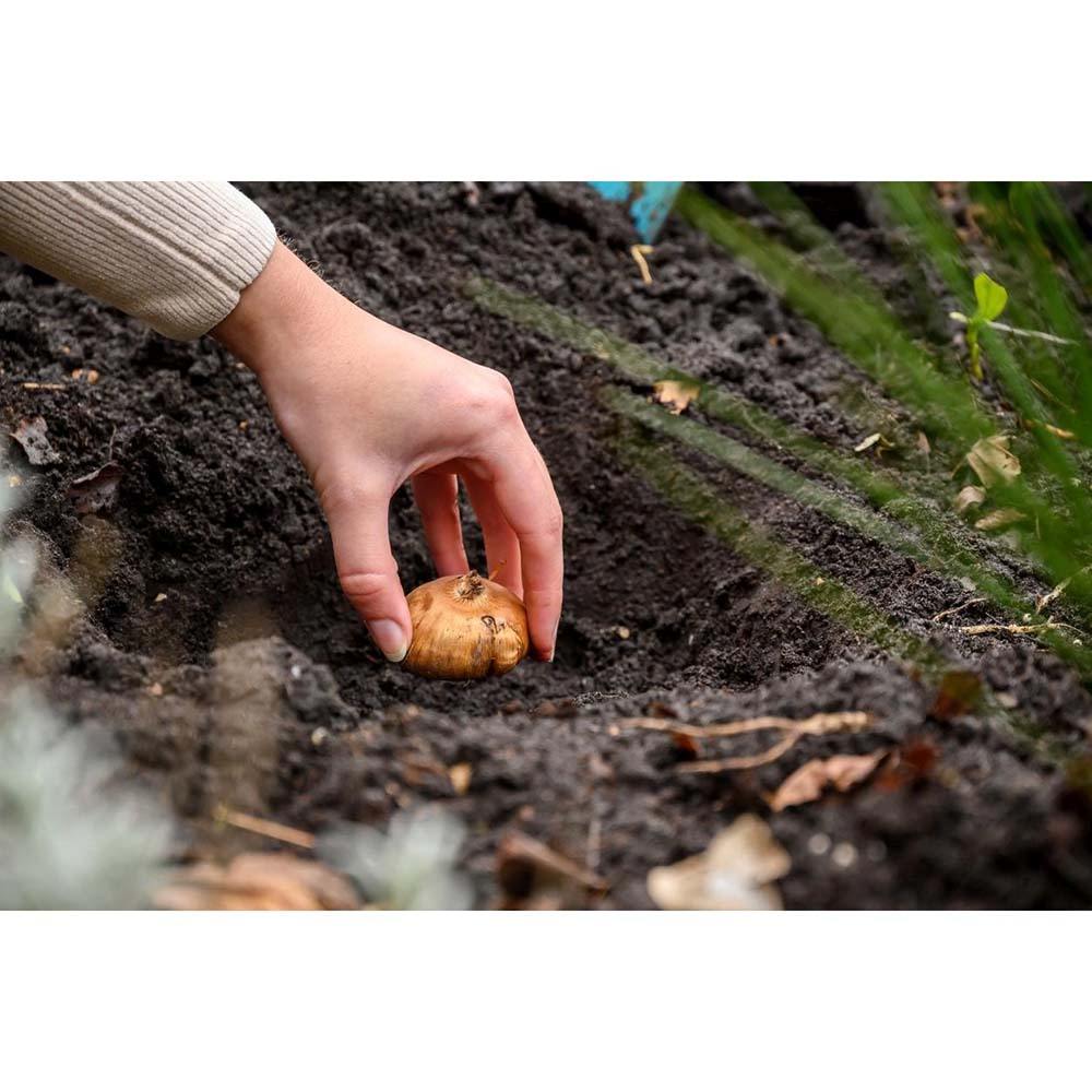 Bulbi de Crini imperiali Flore Pleno, set de 2 bulbi cu flori mari duble parfumate, portocaliu patat cu negru, castigat premiul RHS