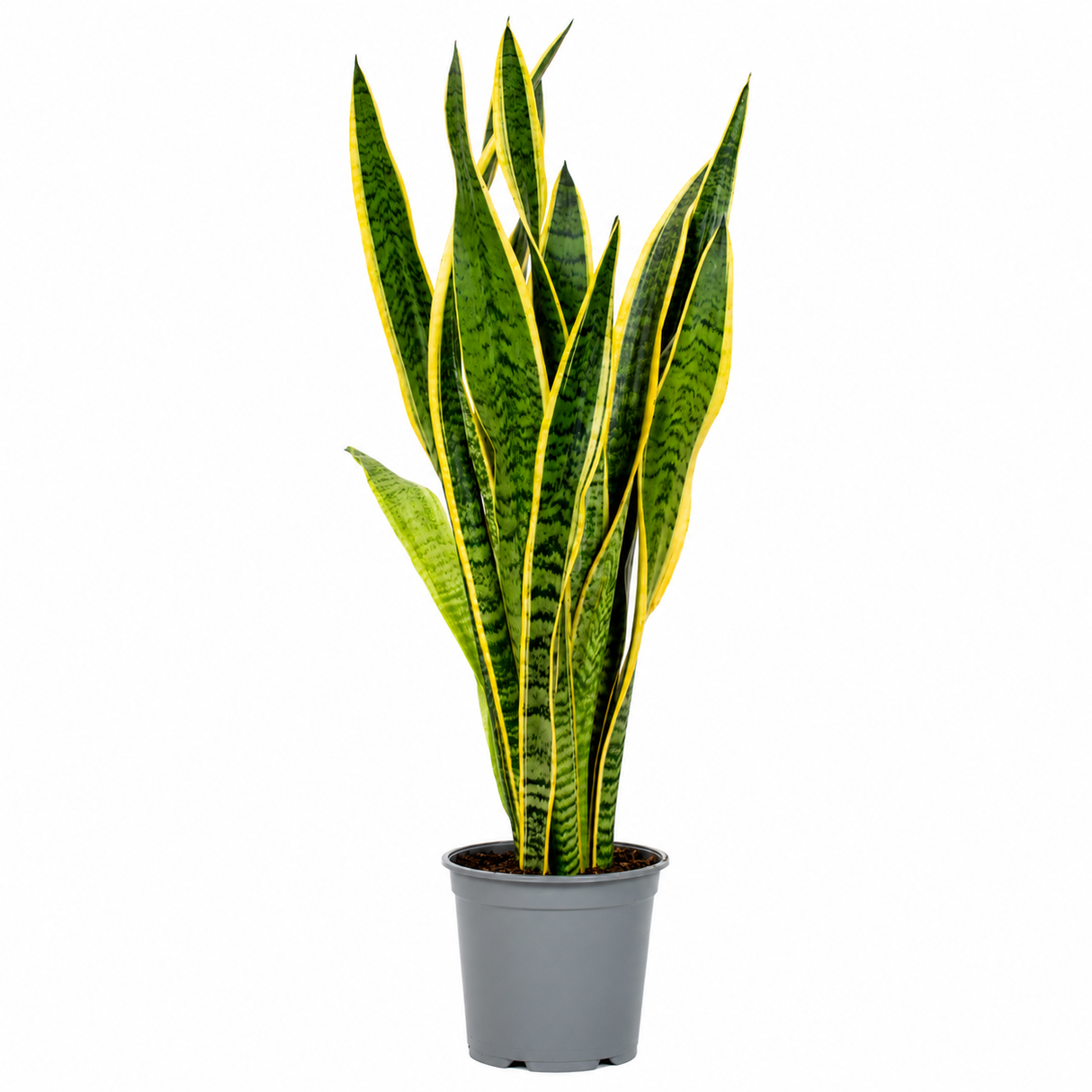 Sansevieria (Limba Soacrei) Laurentii, 90 cm, planta de interior purificatoare de aer, frunze verzi cu margini galbene elegante, ingrijire foatre usoara