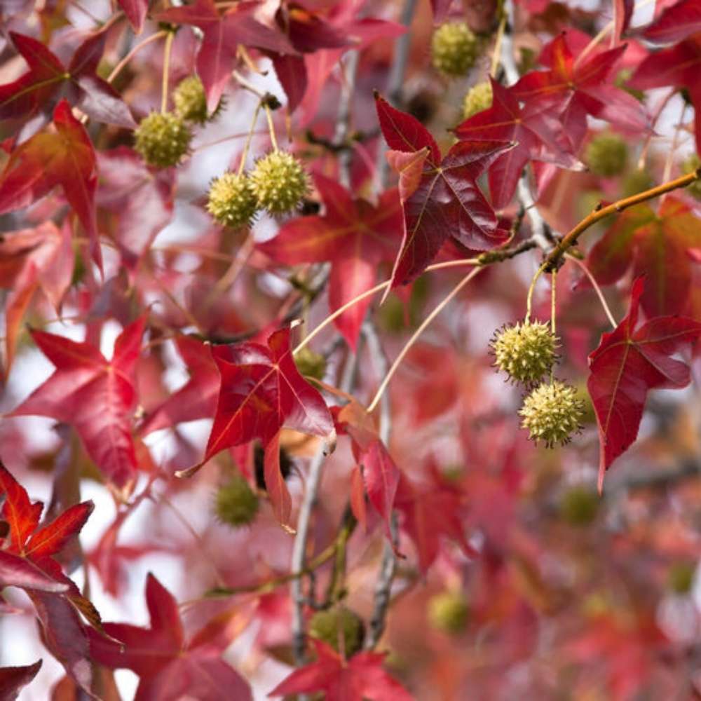 Arbore de Guma Gum Ball (Liquidambar Styraciflua), copac ornamental sferic cu frunzis rosu intens toamna, frunze stelate cu parfum de rasina