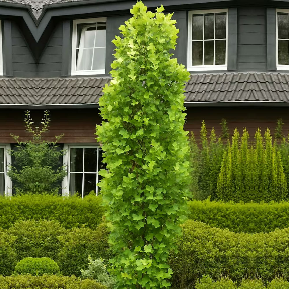 Arborele Lalea Columnar (Liriodendron Tulipifera Fastigiata), forma elegant, flori galbene cu forma de laleaua