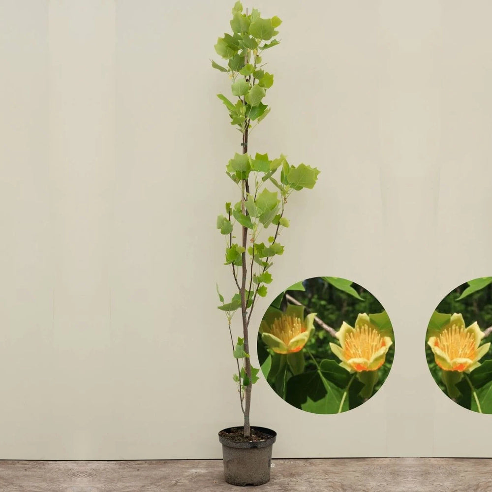 Arborele Lalea Columnar (Liriodendron Tulipifera Fastigiata), forma elegant, flori galbene cu forma de laleaua