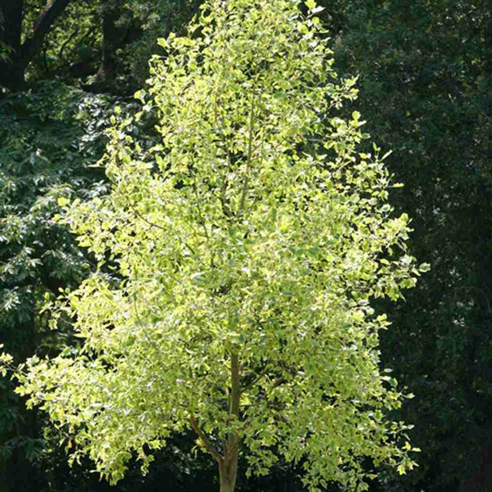 Arborele Lalea Aureomarginatum (Liriodendron Tulipifera), arbore cu lalele frunze pestrite, margini galbene, decorativ gradina