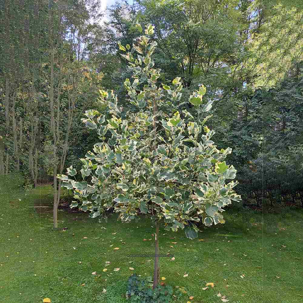 Arborele Lalea Aureomarginatum (Liriodendron Tulipifera), arbore cu lalele frunze pestrite, margini galbene, decorativ gradina