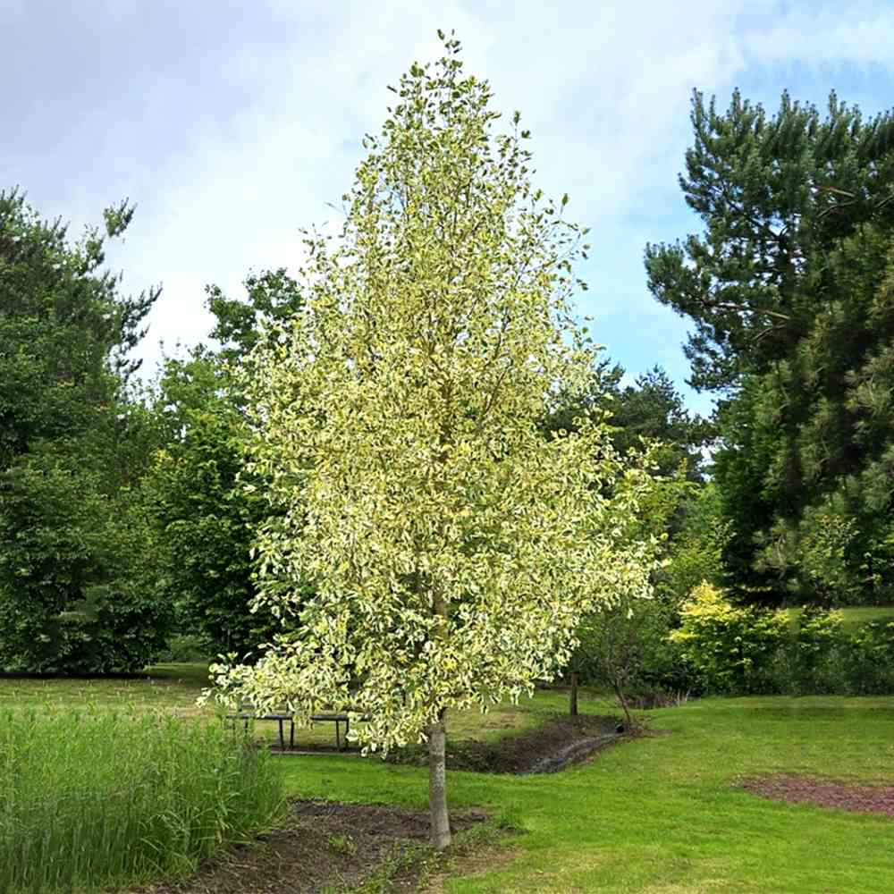 Arborele Lalea Aureomarginatum (Liriodendron Tulipifera), arbore cu lalele frunze pestrite, margini galbene, decorativ gradina