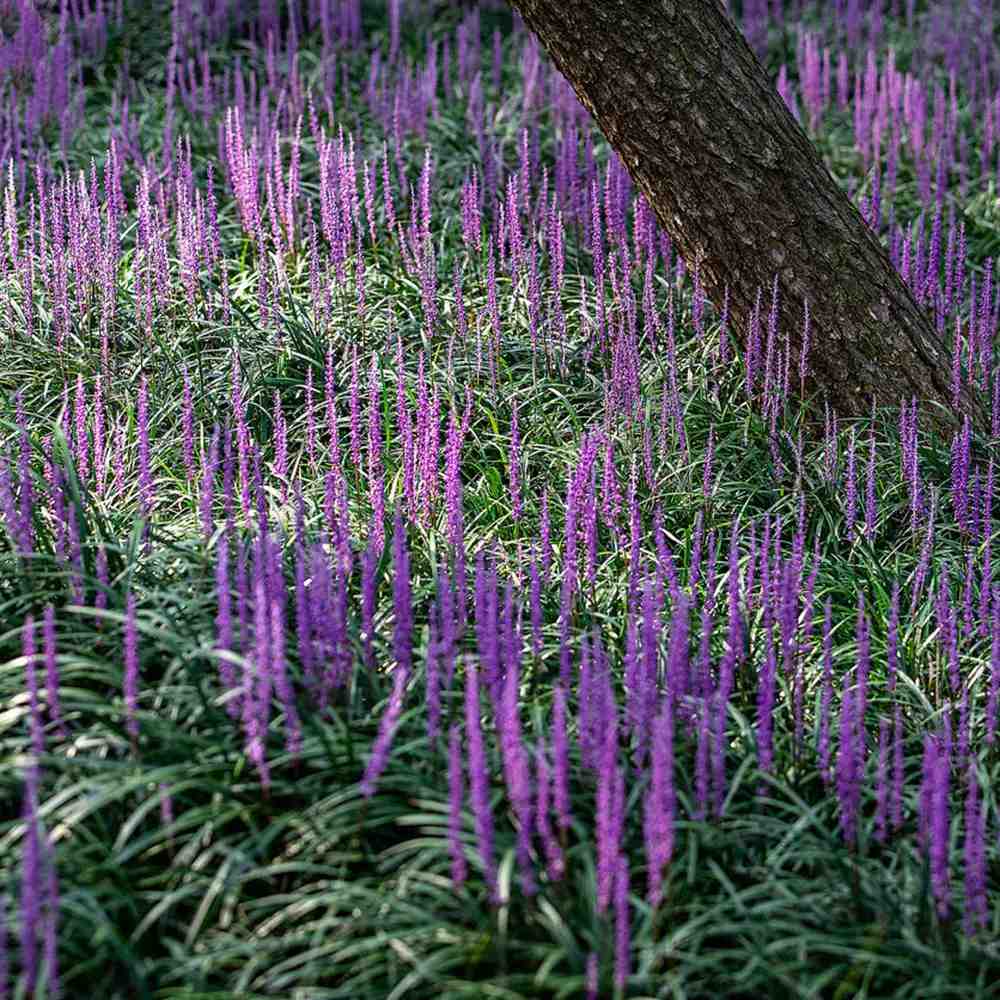 Iarba Ornamentala Liriope muscari, perena cu flori mov si frunzis verde persistent, planta pentru borduri si acoperire sol