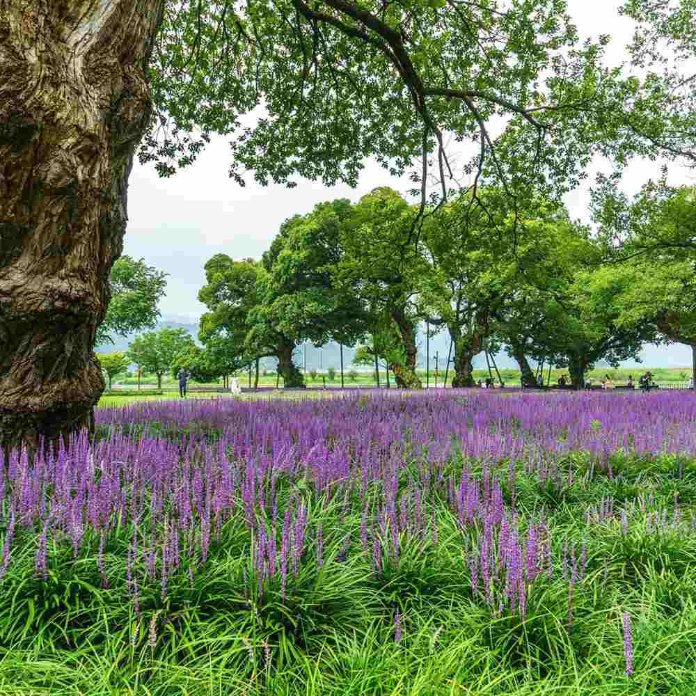 Iarba Ornamentala Liriope muscari, perena cu flori mov si frunzis verde persistent, planta pentru borduri si acoperire sol