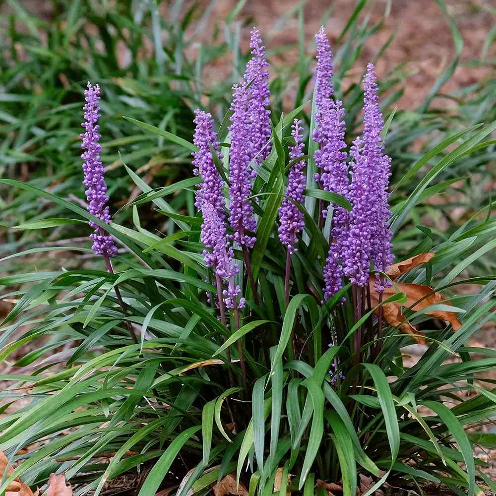 Iarba Ornamentala Liriope muscari, perena cu flori mov si frunzis verde persistent, planta pentru borduri si acoperire sol