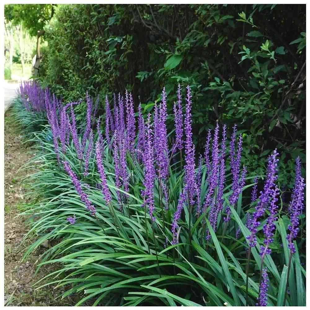 Iarba Ornamentala Liriope muscari, perena cu flori mov si frunzis verde persistent, planta pentru borduri si acoperire sol