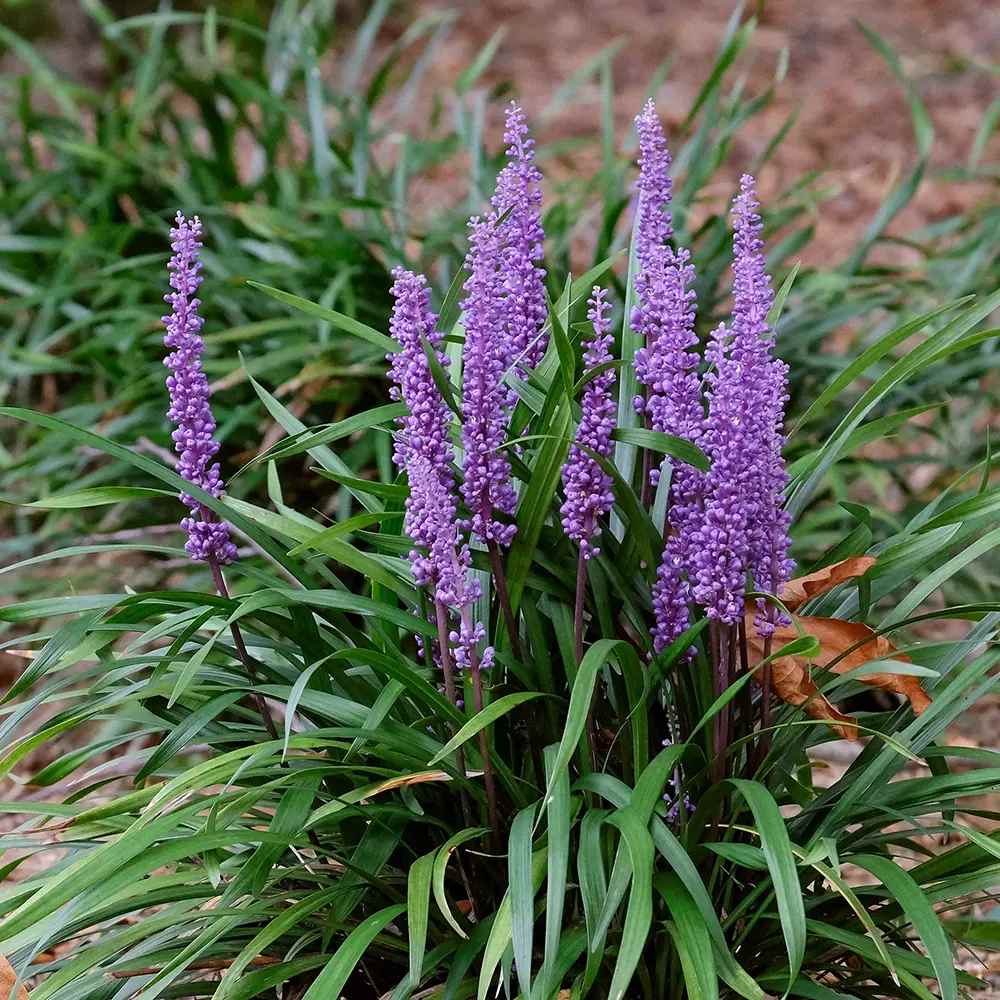 Iarba Maimutei Royal Purple (Liriope muscari), acoperire sol pentru umbra, flori mov toamna