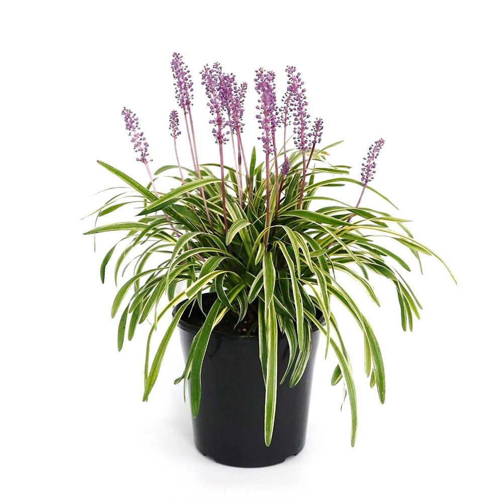 Iarba Maimutei Variegat (Liriope), acoperire sol pentru umbra, frunzis pestrit, flori mov toamna