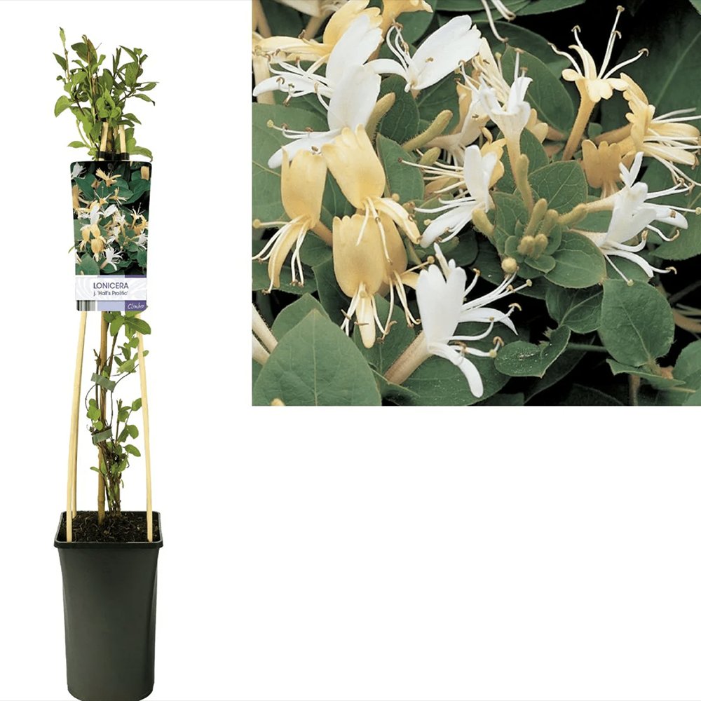 Mana Maicii Domnului/Caprifoi (Lonicera) Halliana, cu flori bicolore crem-galben, parfumata, cataratoare, vesnic verde, crestere rapida