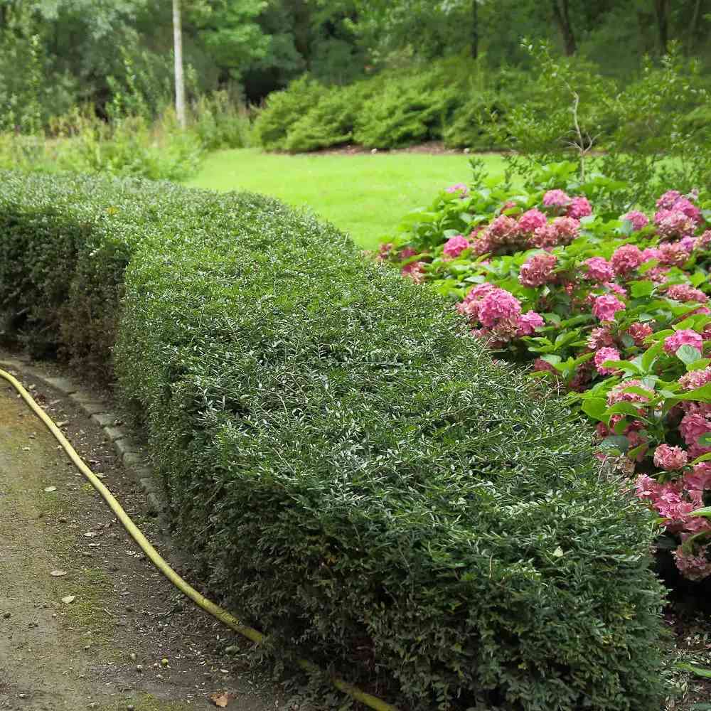 Lonicera Nitida Elegant, arbust vesnic verde compact, ideal pentru gard viu mic, borduri si topiary