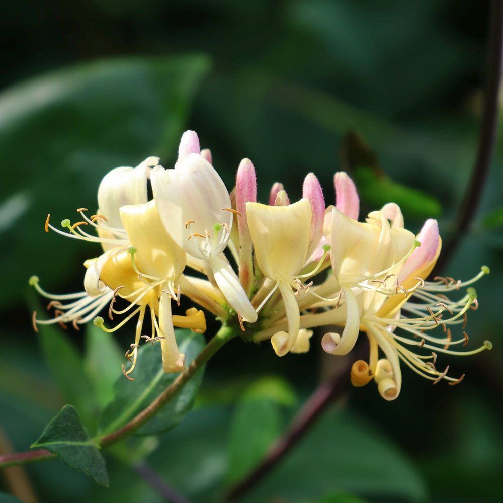 Mana Maicii Domnului/Caprifoi (Lonicera) Periclymenum, cu flori parfumate, cataratoare,, crestere rapida,