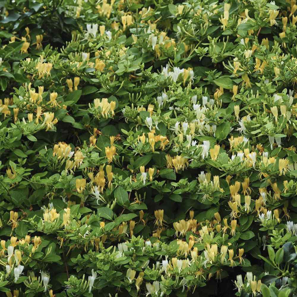 Mana Maicii Domnului/Caprifoi (Lonicera) Periclymenum, cu flori parfumate, cataratoare,, crestere rapida,