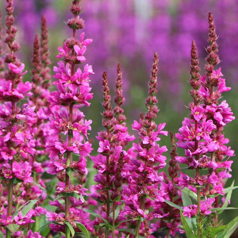 Rachitan Lythrum Robert, planta perena cu spice verticale roz-purpurii