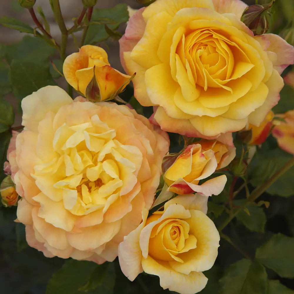 Trandafir Floribunda galben-rosiatic Rose der Hoffnung, cu parfum intens, inflorire repetata si premiat