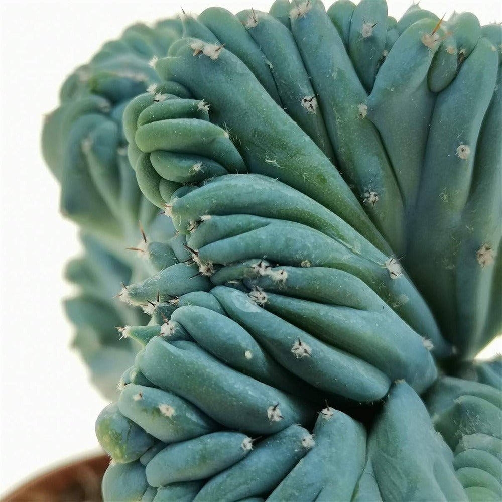 Cactus Myrtillocactus geometrizans crestata, 25 cm, aspect sculptural, culoare albastra, usor de ingrijit