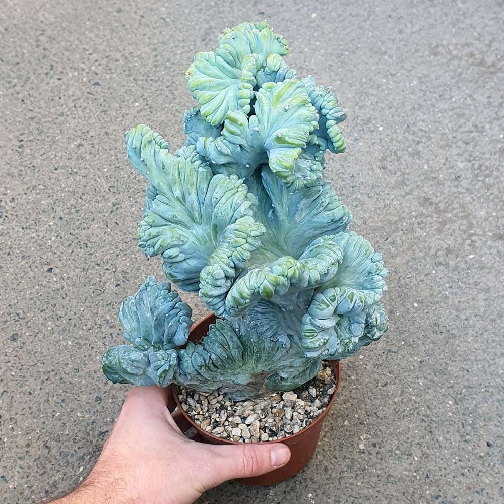 Cactus Coral Albastru Myrtillocactus Geometrizans Cristata, cactus decorativ de interior cu forma arhitecturala - 2025 cm