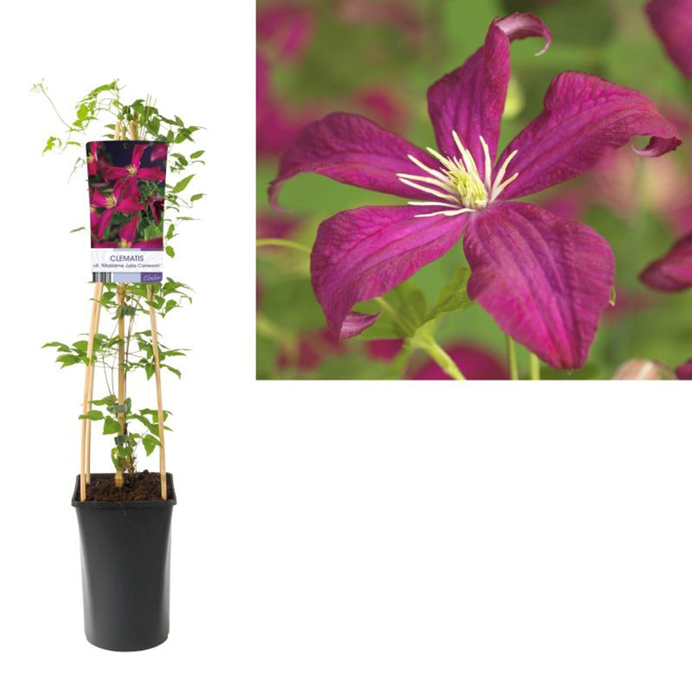 Clematis (Clematita) Madame Julia Correvon, planta cataratoare cu flori duble spectaculoase rosu inchis catifelate, inflorire abundenta vara