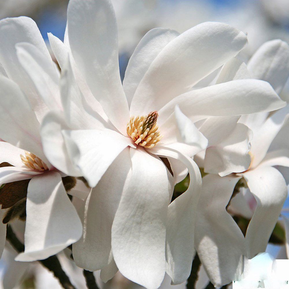 Magnolie Loebneri Merrill, arbust decorativ cu flori albe parfumate, rezistenta frig