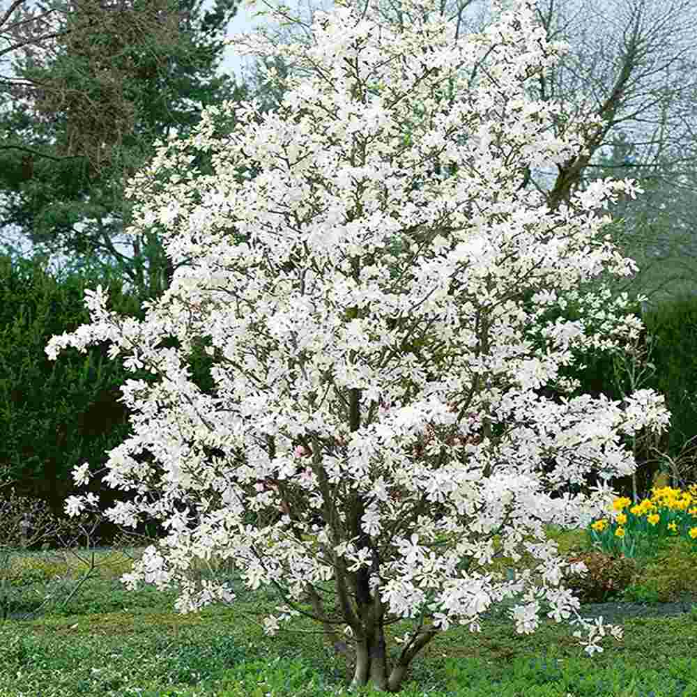 Magnolie Loebneri Merrill, arbust decorativ cu flori albe parfumate, rezistenta frig
